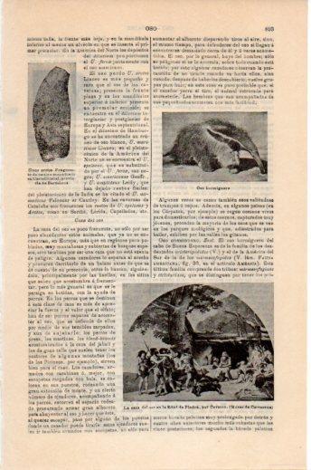 LAMINA V24115: La caza del oso en la Edad de Piedra por Cormon