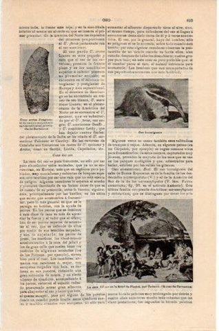 LAMINA V24115: La caza del oso en la Edad de Piedra por Cormon