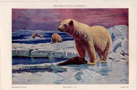 LAMINA V24112: Oso blanco o Ursus maritimus
