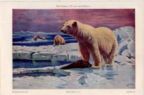LAMINA V24112: Oso blanco o Ursus maritimus