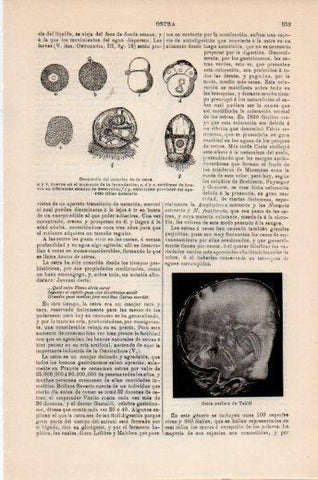 LAMINA V24126: Desarrollo del embrion de la ostra