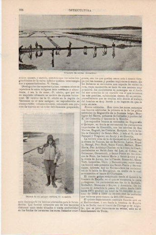 LAMINA V24128: Criadero de ostras de Arcachon