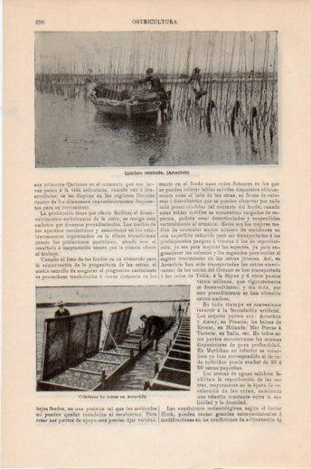 LAMINA V24129: Criadero ostricola de Arcachon