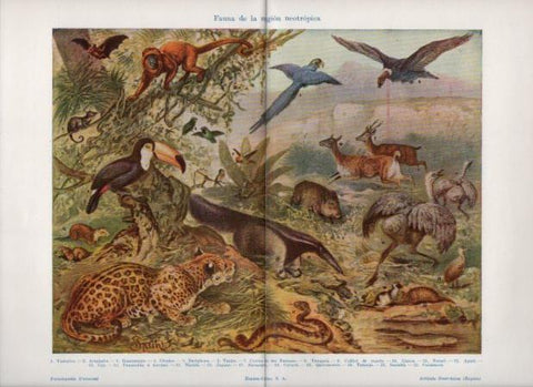 LAMINA V24154: Fauna de la region neotropica