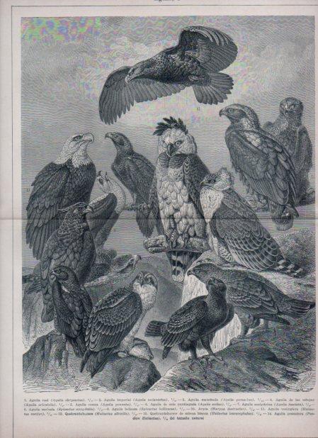 LAMINA V24149: Aguila