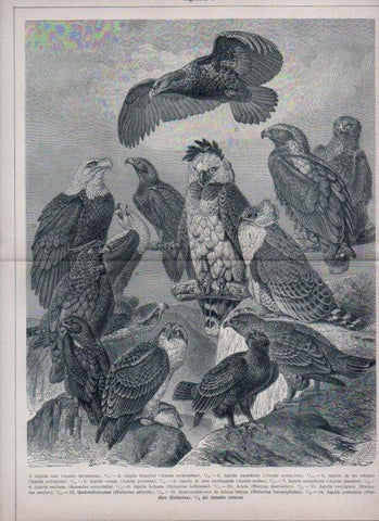 LAMINA V24149: Aguila