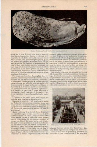 LAMINA V24130: Concha de ostra