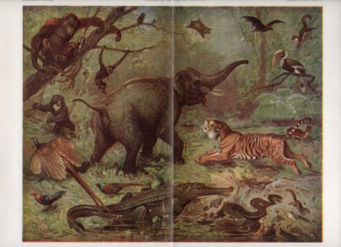 LAMINA V24138: Fauna de la region oriental