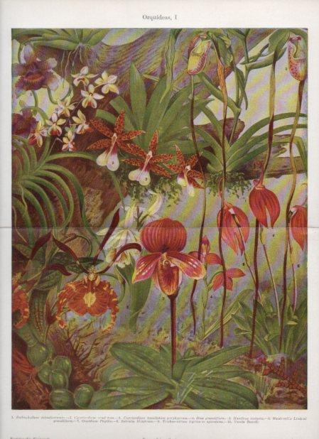 LAMINA V24141: Orquideas I