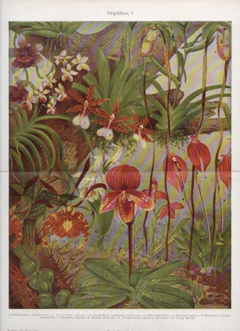 LAMINA V24141: Orquideas I