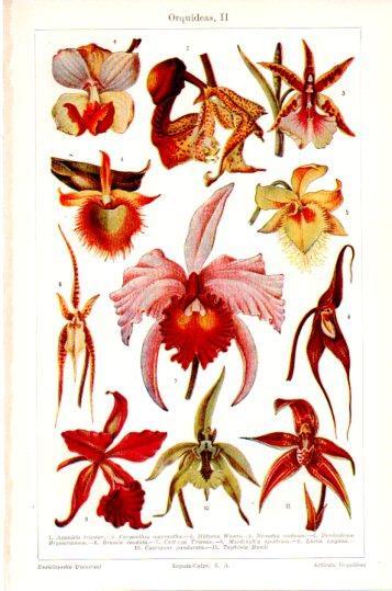 LAMINA V24081: Orquideas
