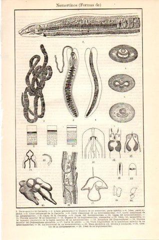 LAMINA V23734: Formas de Nemertinos