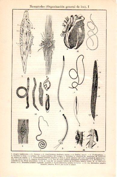 LAMINA V23730: Organización general de los Nematodes I