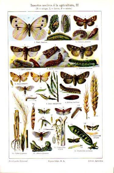 LAMINA V23637: Insectos nocivos a la agricultura II