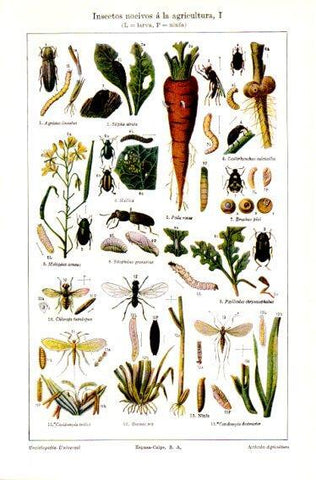 LAMINA V23636: Insectos nocivos a la agricultura I