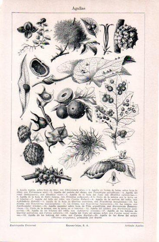 LAMINA V23619: Agallas