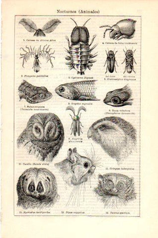 LAMINA V23834: Animales nocturnos