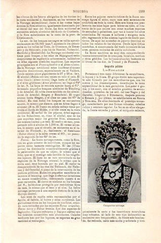 LAMINA V23877: Campesina de Noruega