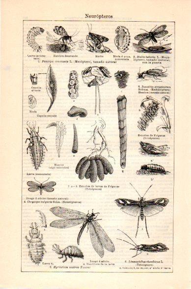 LAMINA V23754: Neuropteros