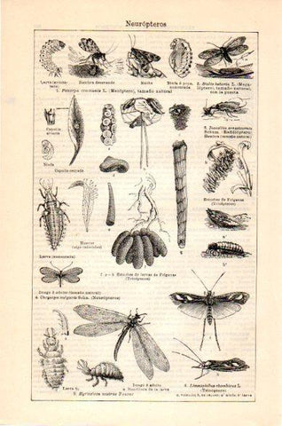LAMINA V23754: Neuropteros