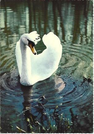 POSTAL L06061: Cisne