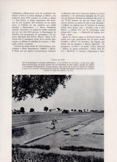 LAMINA V26122: L'horta del delta