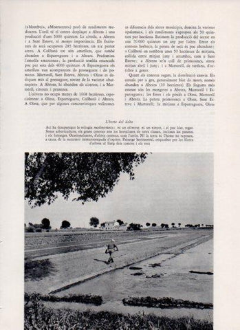 LAMINA V26122: L'horta del delta