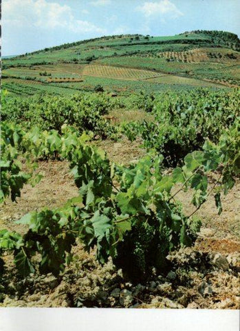 LAMINA V25962: Vinyes en el Baix Priorat