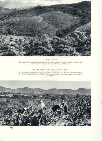 LAMINA V25956: Vinya al Priorat prop de Falset