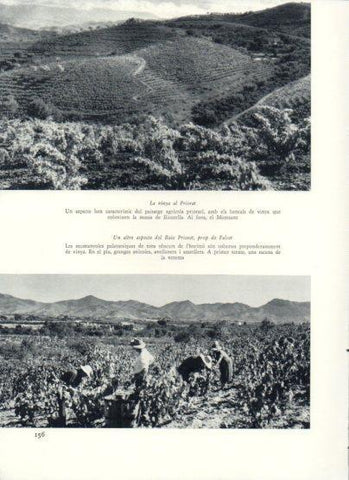 LAMINA V25956: Vinya al Priorat prop de Falset