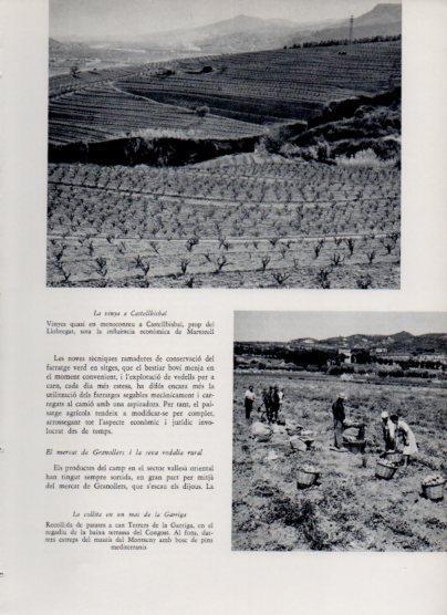 LAMINA V26071: La vinya a Castellbisbal