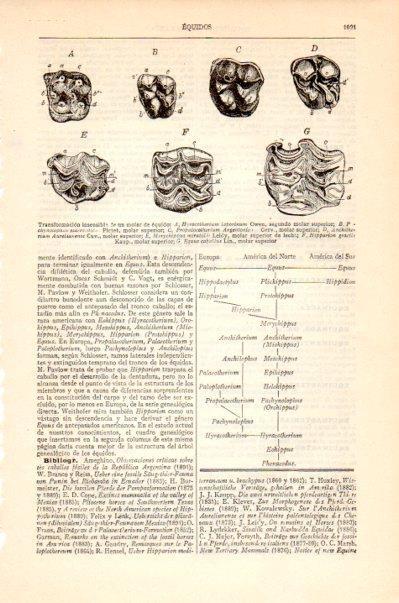 LAMINA V27523: Transformacion insensible de un molar de equido