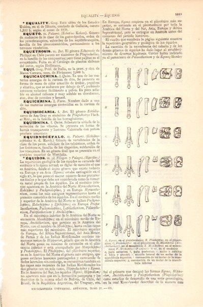 LAMINA V27522: Patas y dientes de los equidos