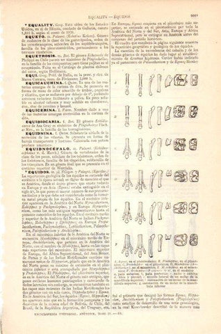LAMINA V27522: Patas y dientes de los equidos