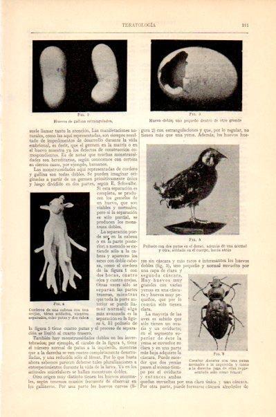 LAMINA V27569: Teratologia animales