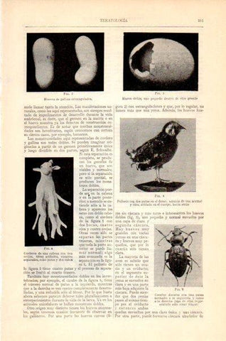 LAMINA V27569: Teratologia animales