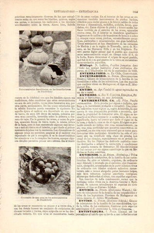 LAMINA V27520: Enterramientos de Pondichery