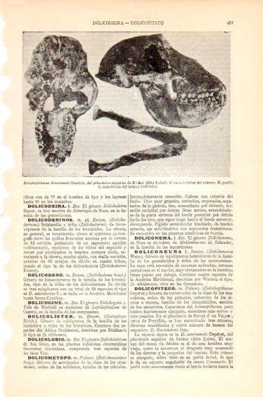 LAMINA V27425: Dolichopithecus Arvenensis Deperet
