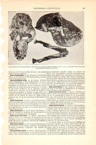 LAMINA V27425: Dolichopithecus Arvenensis Deperet