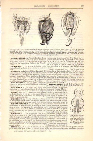 LAMINA V27415: Dibranquios