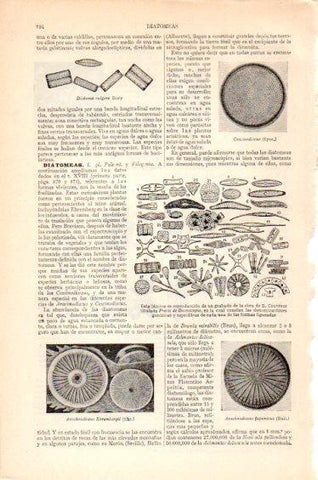 LAMINA V27410: Formas diatomeas