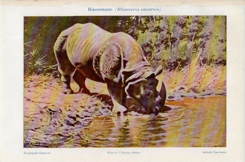 LAMINA V26690: Rinoceronte