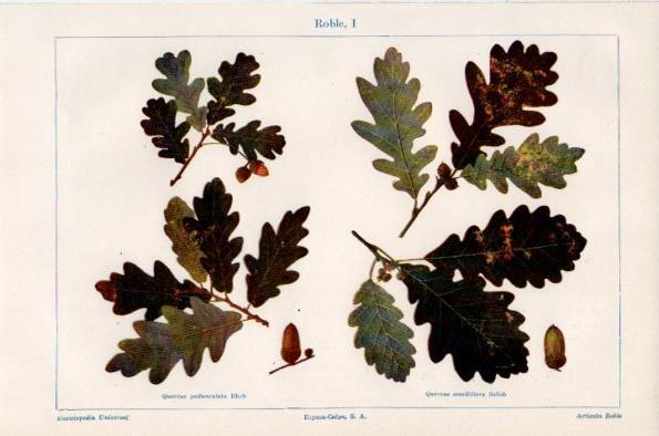 LAMINA V26681: Roble I