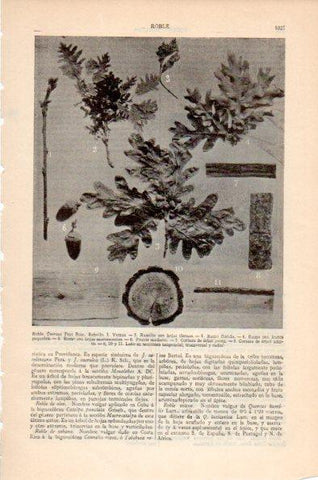 LAMINA V26621: Roble