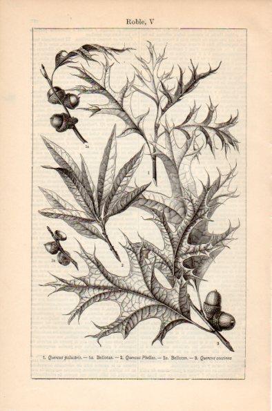 LAMINA V26619: Roble V