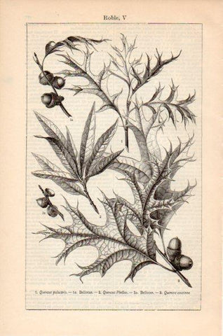LAMINA V26619: Roble V