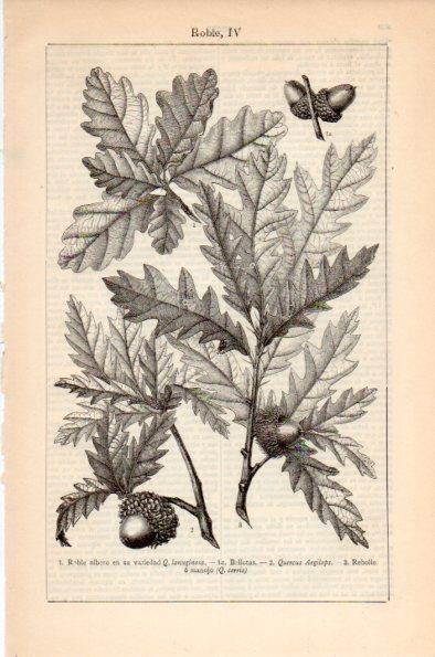 LAMINA V26618: Roble IV