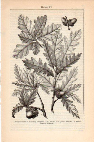 LAMINA V26618: Roble IV