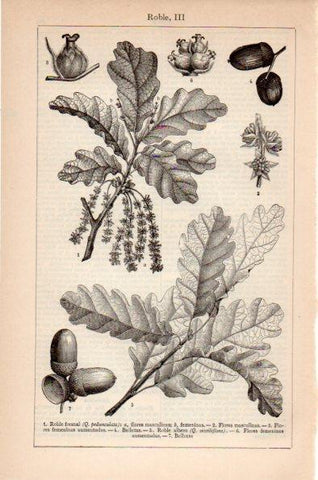 LAMINA V26617: Flores y hojas de roble fresnal