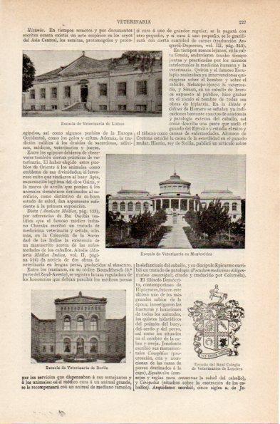 LAMINA V26742: Escuela de Veterinaria de Lisboa, Montevideo y Berlin